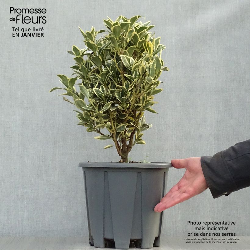Evónimo Bravo - Euonymus japonicus Maceta 7,5L/10L Ejemplar entregado en invierno