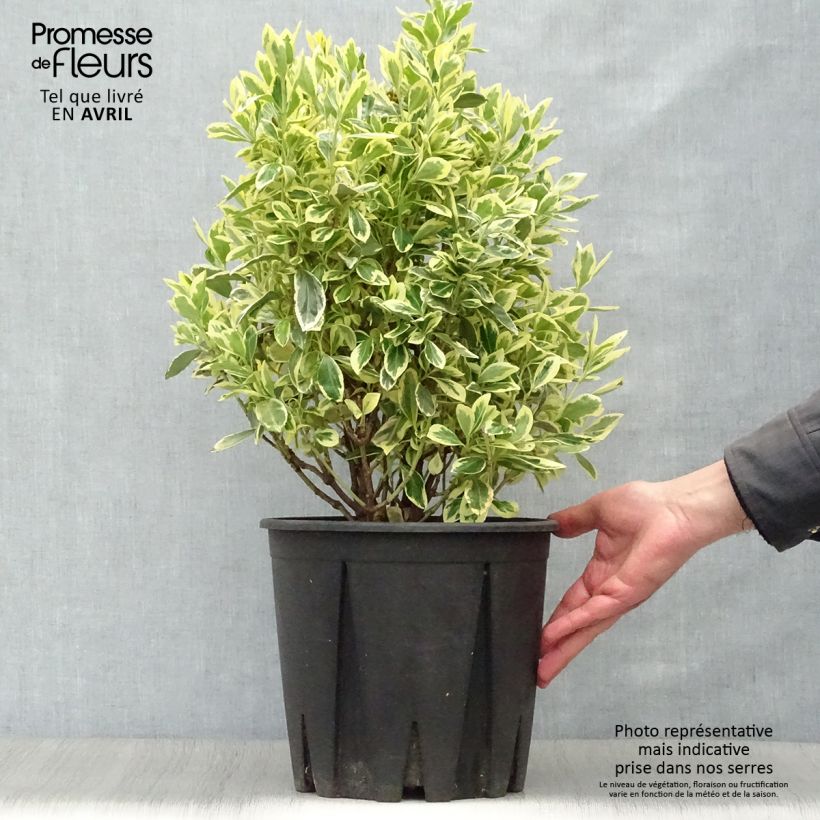 Evónimo Bravo - Euonymus japonicus Maceta 7,5L/10L Ejemplar entregado en la primavera