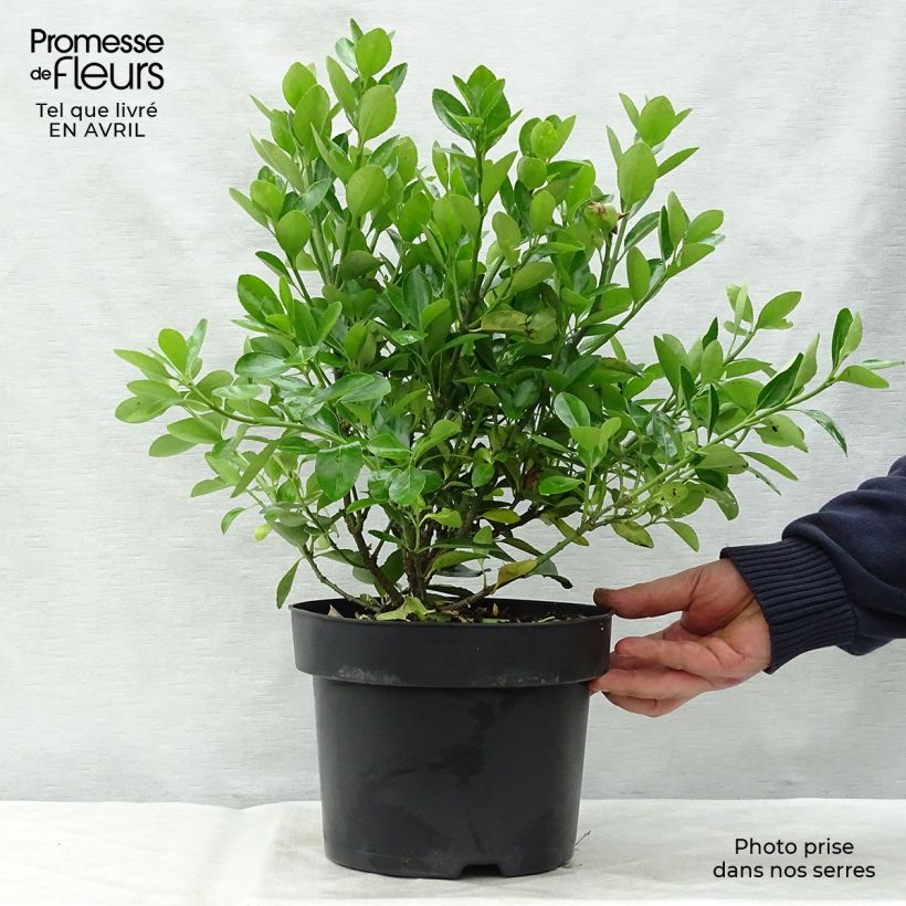 Evónimo - Euonymus japonicus Maceta 2L/3L Ejemplar entregado en la primavera