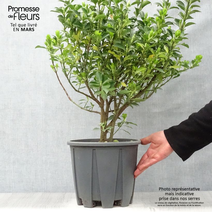 Evónimo - Euonymus japonicus Maceta 7,5L/10L Ejemplar entregado en la primavera