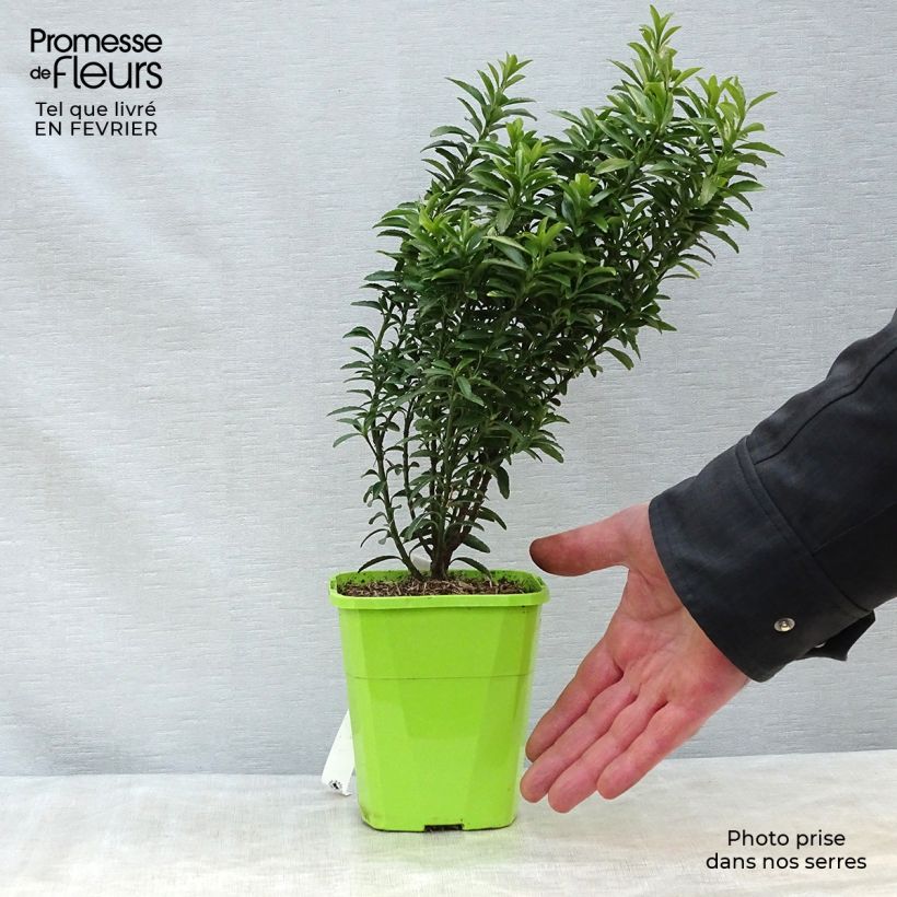Evónimo Happiness - Euonymus japonicus Maceta 1L/1,5L Ejemplar entregado en invierno