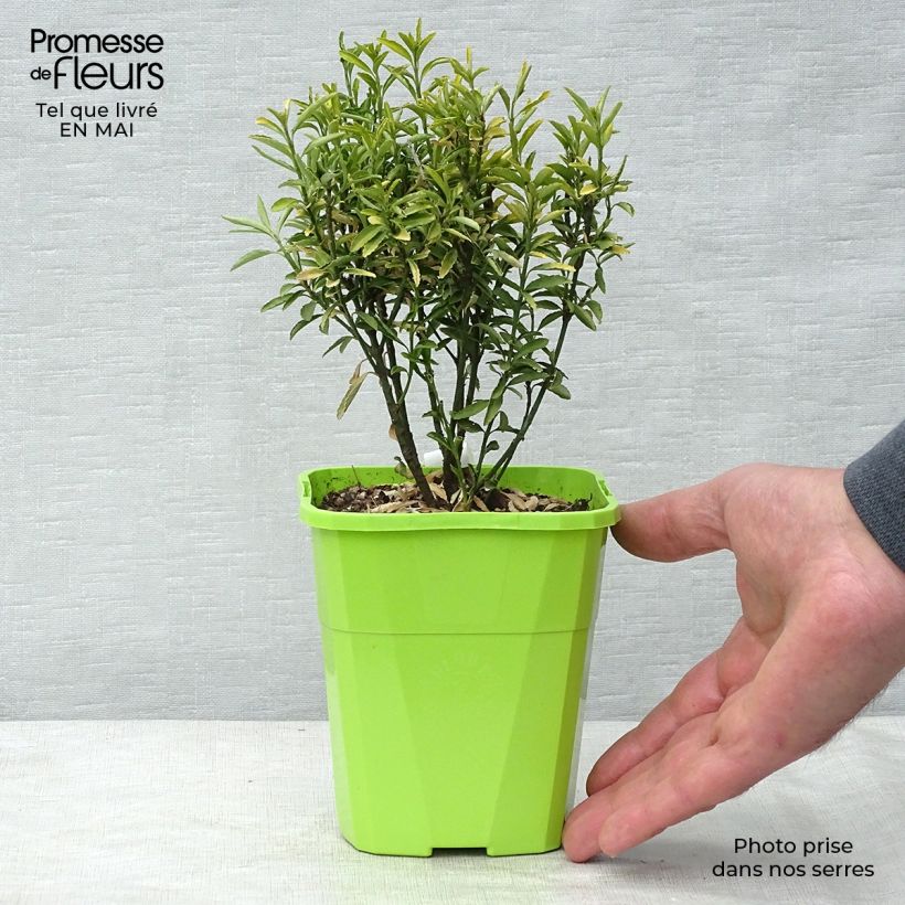 Evónimo Happiness - Euonymus japonicus Maceta 1L/1,5L Ejemplar entregado en la primavera