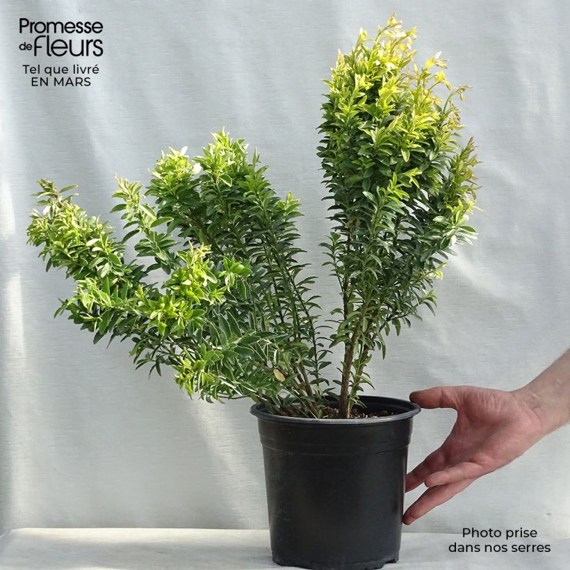 Evónimo Happiness - Euonymus japonicus Maceta 4L/5L Ejemplar entregado en la primavera