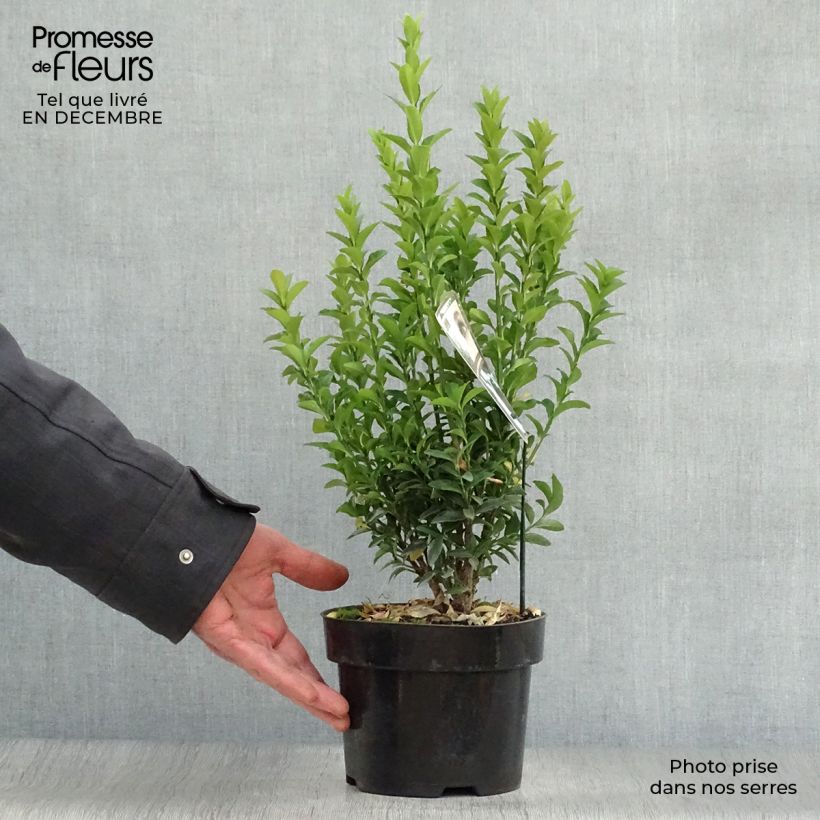 Evónimo Jean Hugues - Euonymus japonicus Maceta 2L/3L Ejemplar entregado en invierno