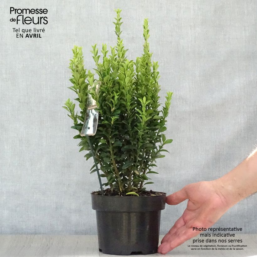 Evónimo Jean Hugues - Euonymus japonicus Maceta 2L/3L Ejemplar entregado en la primavera