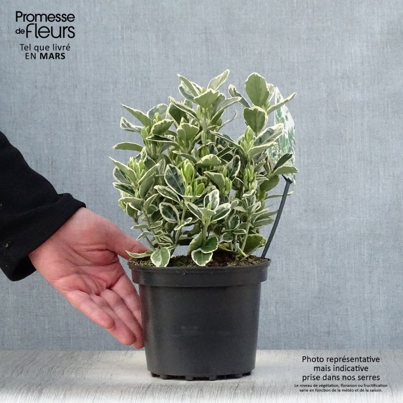 Evónimo Kathy - Euonymus japonicus Maceta 2L/3L Ejemplar entregado en la primavera