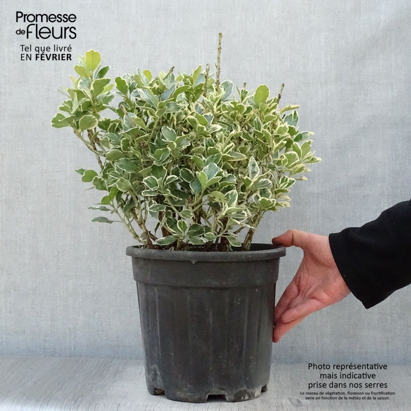 Evónimo Kathy - Euonymus japonicus Maceta 7,5L/10L Ejemplar entregado en invierno