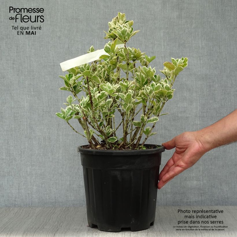 Evónimo Kathy - Euonymus japonicus Maceta 7,5L/10L Ejemplar entregado en la primavera