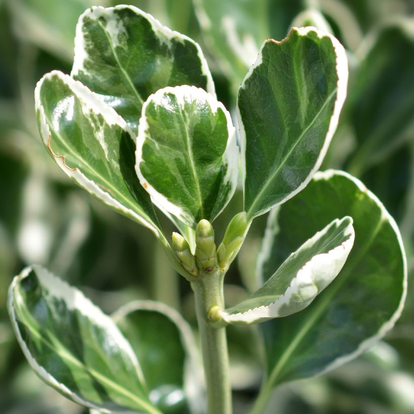 Evónimo Louisette - Euonymus japonicus (Follaje)