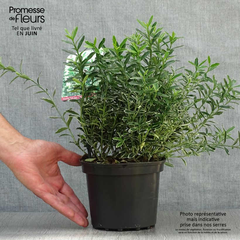 Ejemplar de Evónimo Microphyllus Albovariegatus - Euonymus japonicus Maceta 2L/3L entregado en verano