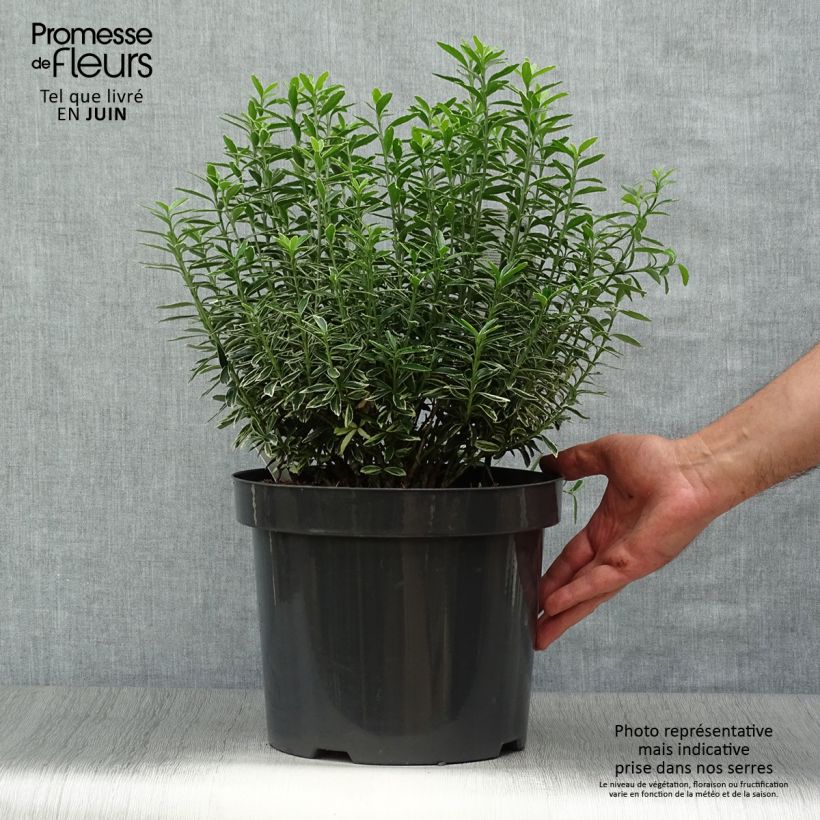 Ejemplar de Evónimo Microphyllus Albovariegatus - Euonymus japonicus Maceta 7,5L/10L entregado en verano