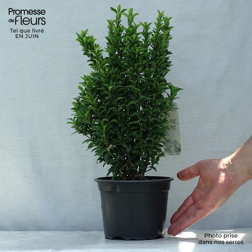 Ejemplar de Evónimo Microphyllus - Euonymus japonicus Maceta 2L/3L entregado en verano