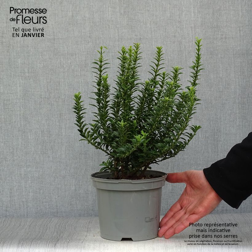 Evónimo Microphyllus - Euonymus japonicus Maceta 2L/3L Ejemplar entregado en invierno