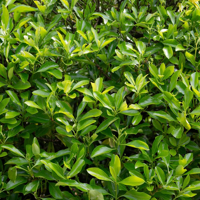 Evónimo Microphyllus - Euonymus japonicus (Follaje)