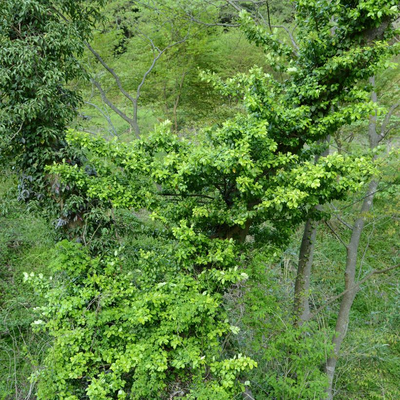 Evónimo Microphyllus - Euonymus japonicus (Porte)