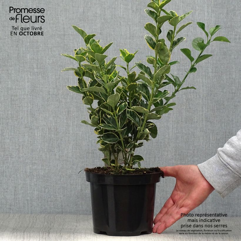 Ejemplar de Evónimo Ovatus Aureus - Euonymus japonicus Maceta 2L/3L entregado en otoño
