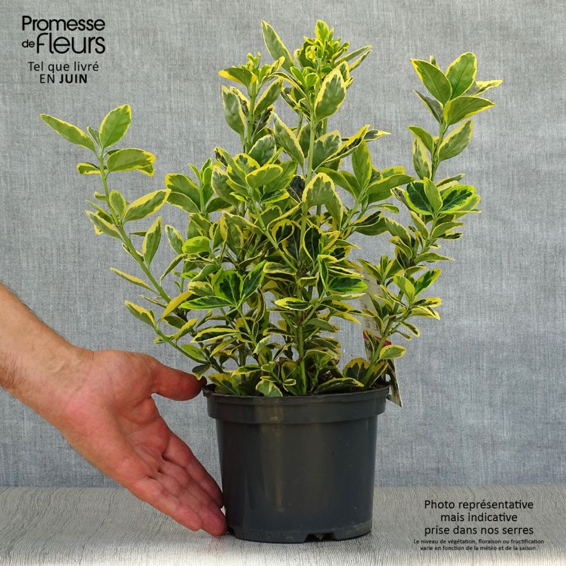 Ejemplar de Evónimo Ovatus Aureus - Euonymus japonicus Maceta 2L/3L entregado en verano