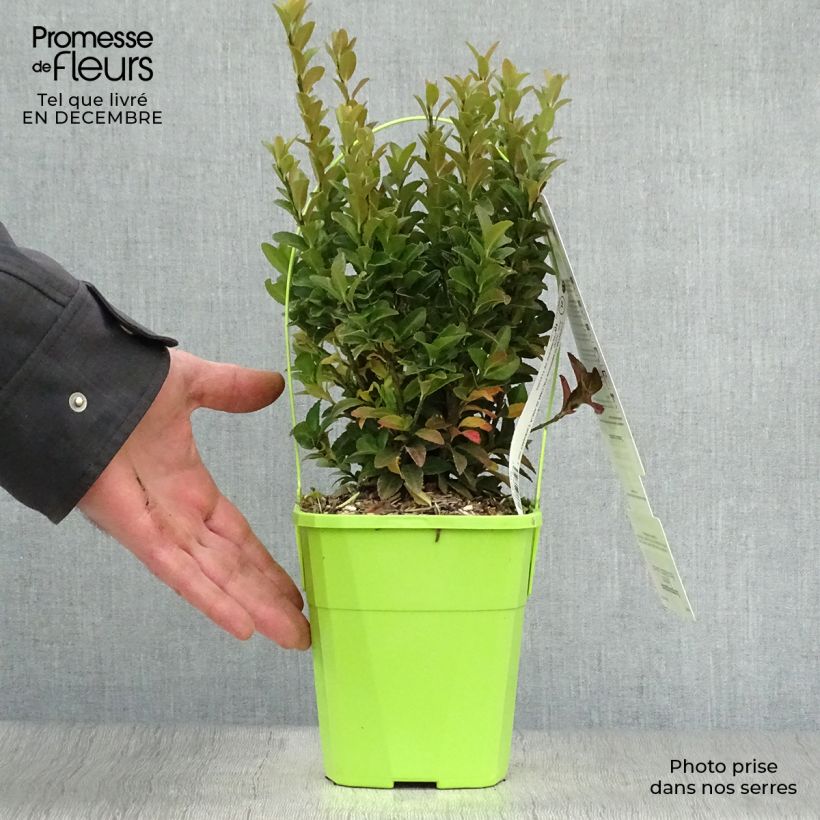 Evónimo Paloma Blanca - Euonymus japonicus Maceta 1,5L/2L Ejemplar entregado en invierno