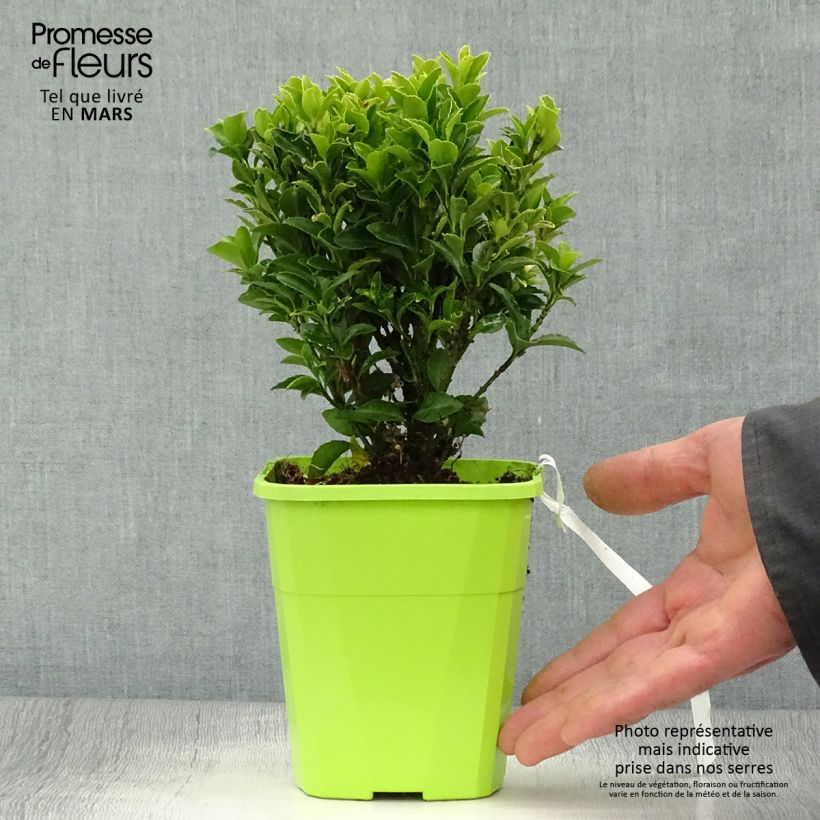 Evónimo Paloma Blanca - Euonymus japonicus Maceta 1,5L/2L Ejemplar entregado en la primavera