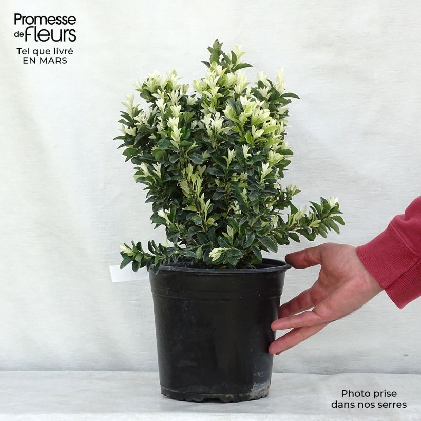 Evónimo Paloma Blanca - Euonymus japonicus Maceta 3L/4L Ejemplar entregado en invierno