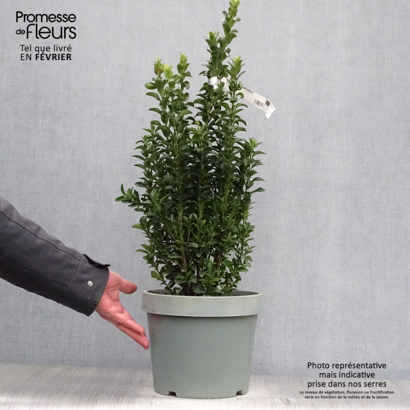 Evónimo Paloma Blanca - Euonymus japonicus Maceta 7,5L/10L Ejemplar entregado en invierno