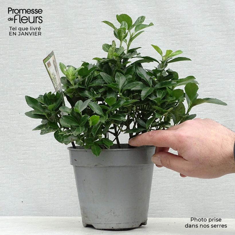 Evónimo Pierrolino - Euonymus japonicus Maceta 1,5L/2L Ejemplar entregado en invierno
