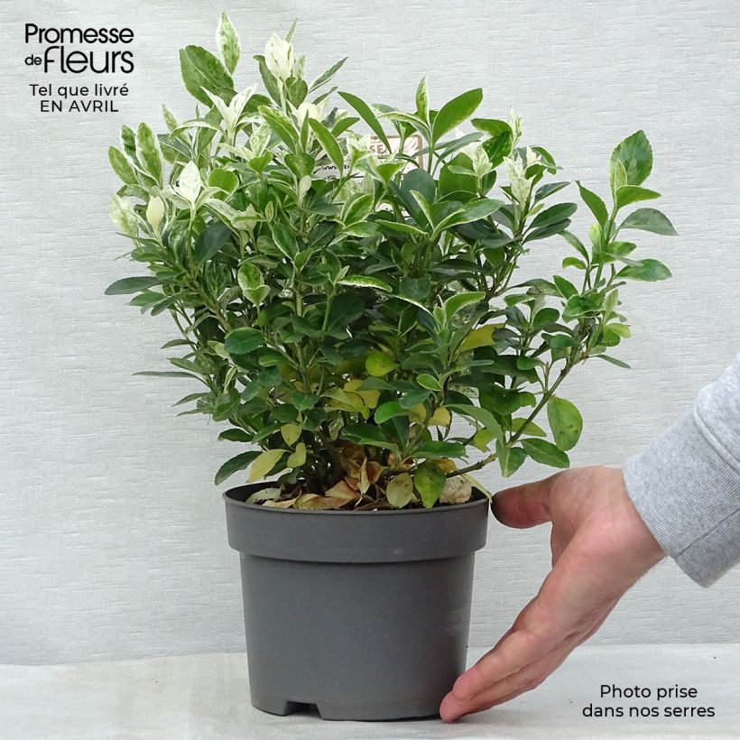 Evónimo Pierrolino - Euonymus japonicus Maceta 1,5L/2L Ejemplar entregado en la primavera