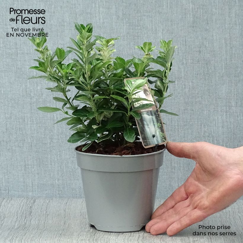 Ejemplar de Evónimo Pierrolino - Euonymus japonicus Maceta 1,5L/2L entregado en otoño