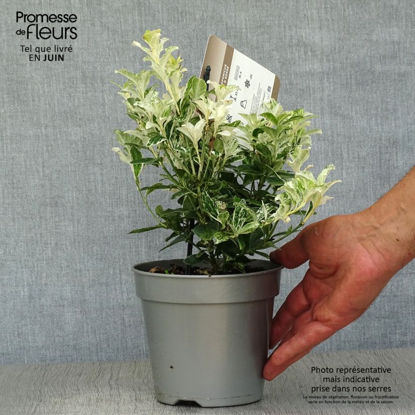 Ejemplar de Evónimo Pierrolino - Euonymus japonicus Maceta 1,5L/2L entregado en verano