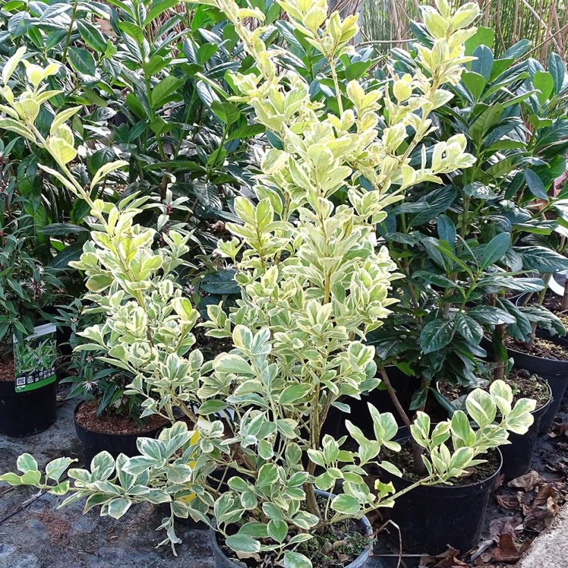 Evónimo Président Gauthier - Euonymus japonicus Maceta 7,5L/10L Ejemplar entregado en invierno