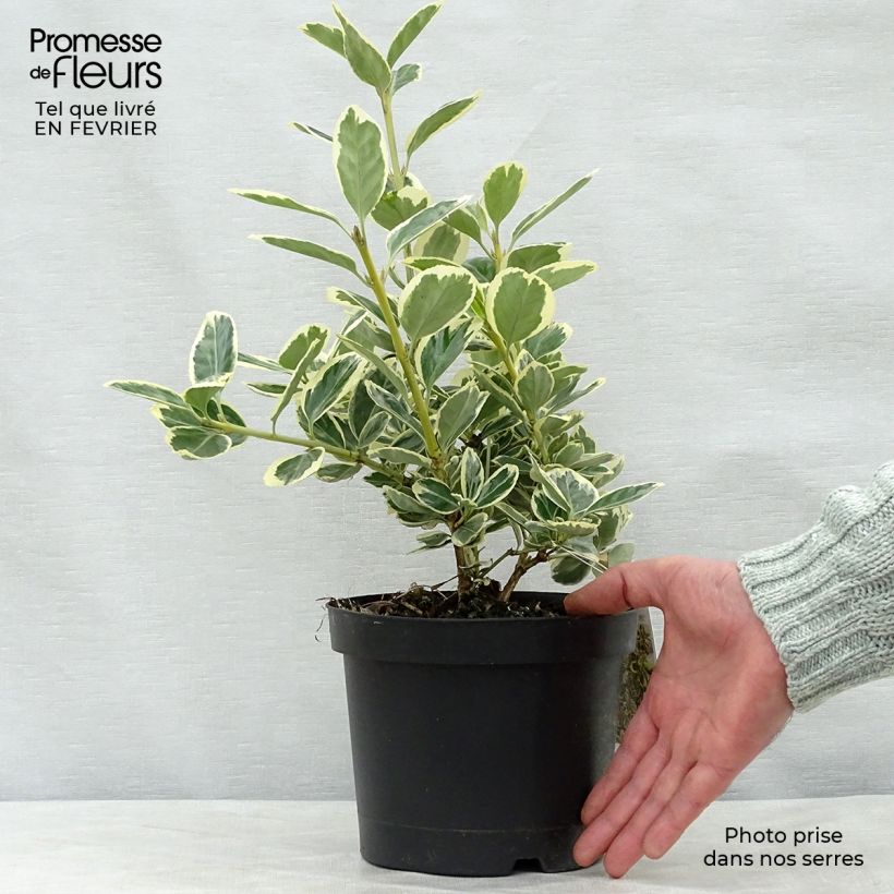 Evónimo Président Gauthier - Euonymus japonicus Maceta 2L/3L Ejemplar entregado en invierno
