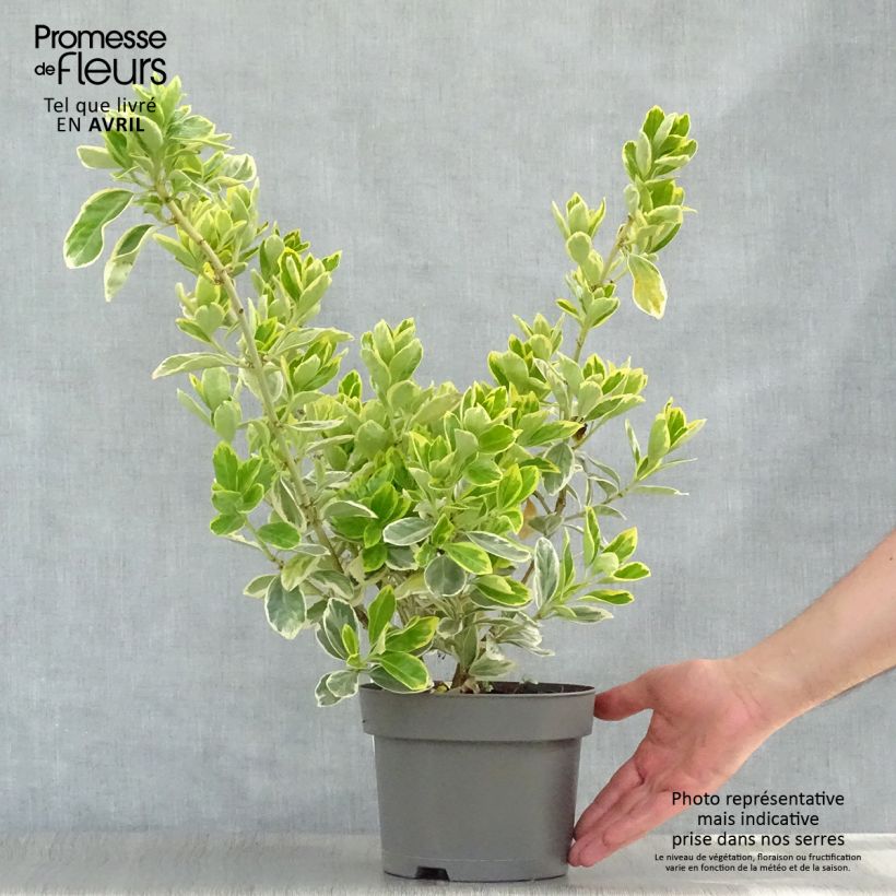 Evónimo Président Gauthier - Euonymus japonicus Maceta 2L/3L Ejemplar entregado en la primavera