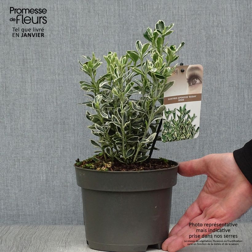 Evónimo Suzanne - Euonymus japonicus Maceta 2L/3L Ejemplar entregado en invierno