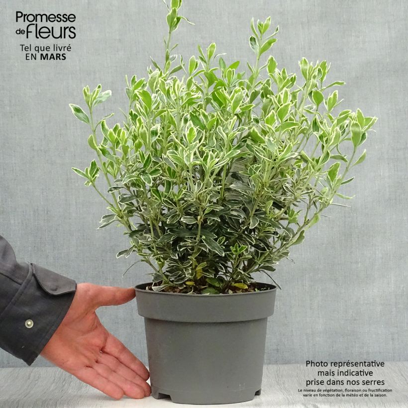 Evónimo Suzanne - Euonymus japonicus Maceta 2L/3L Ejemplar entregado en la primavera