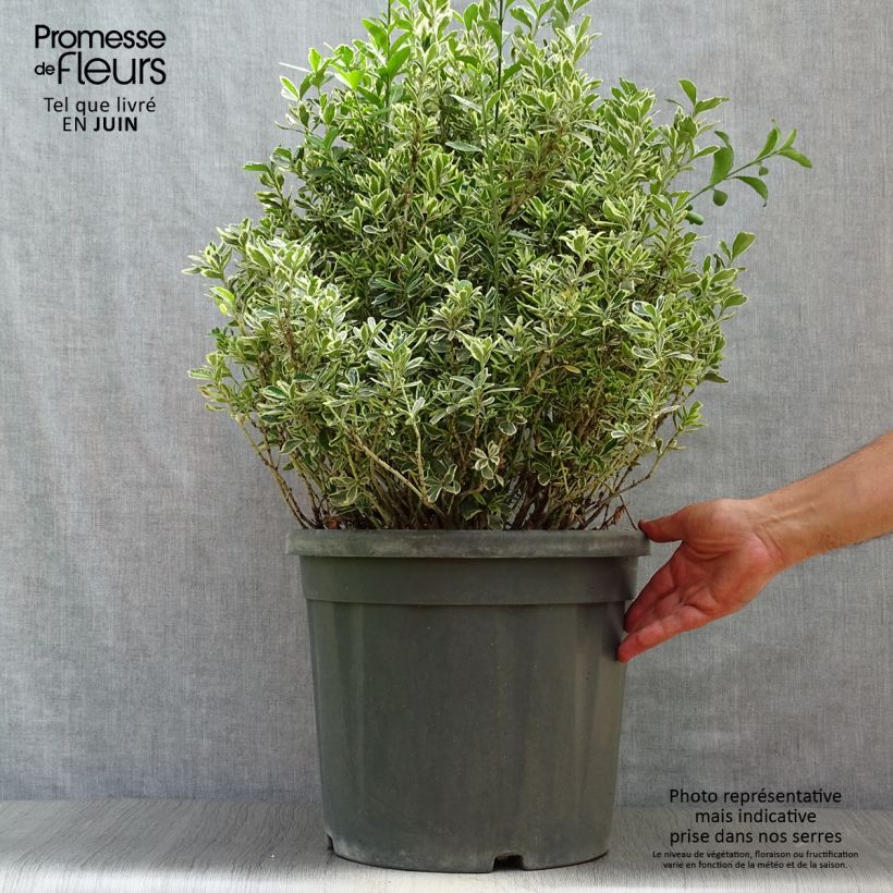 Ejemplar de Evónimo Suzanne - Euonymus japonicus Maceta 7,5L/10L entregado en verano