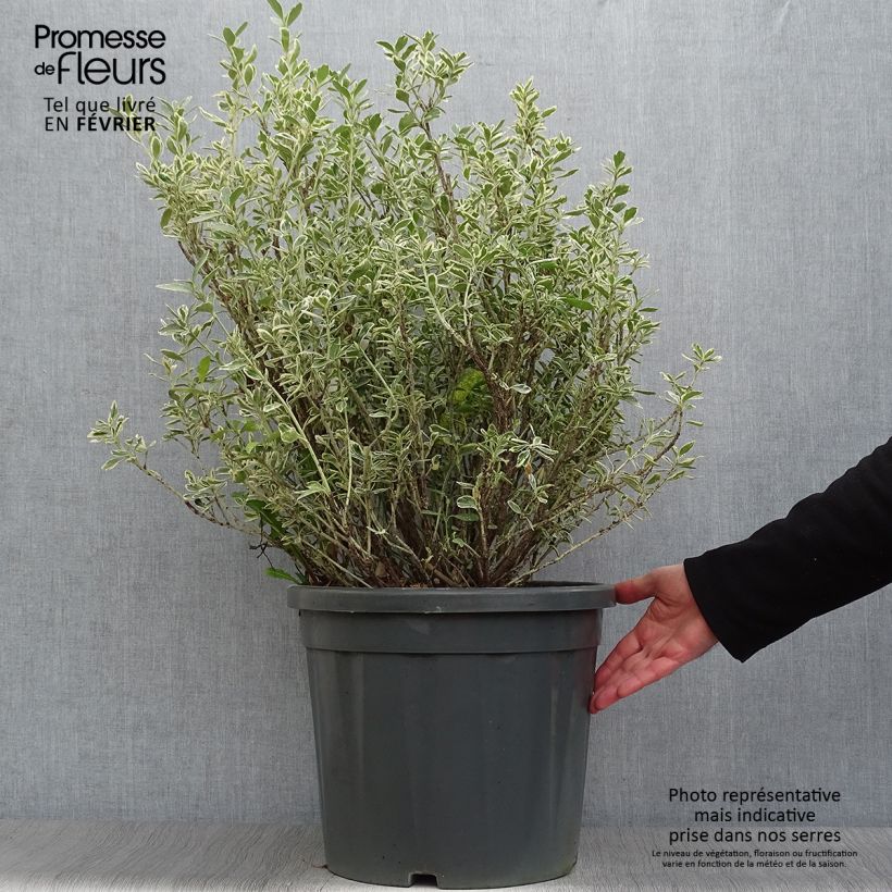 Evónimo Suzanne - Euonymus japonicus Maceta 7,5L/10L Ejemplar entregado en invierno