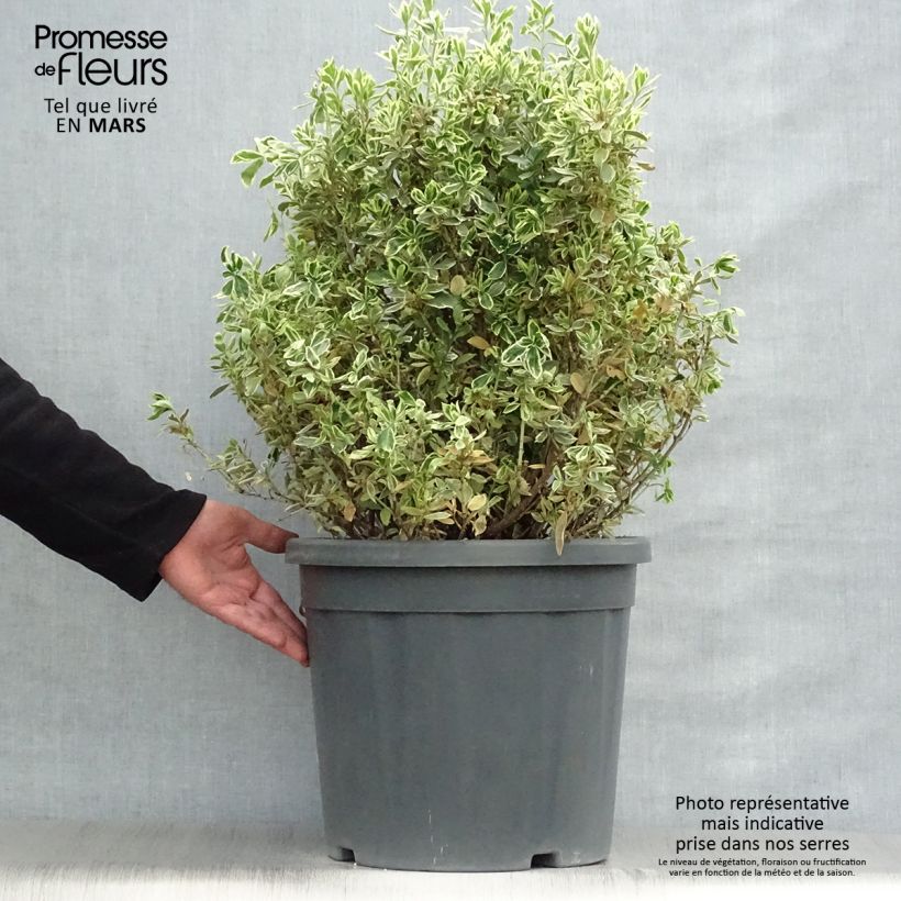 Evónimo Suzanne - Euonymus japonicus Maceta 7,5L/10L Ejemplar entregado en la primavera
