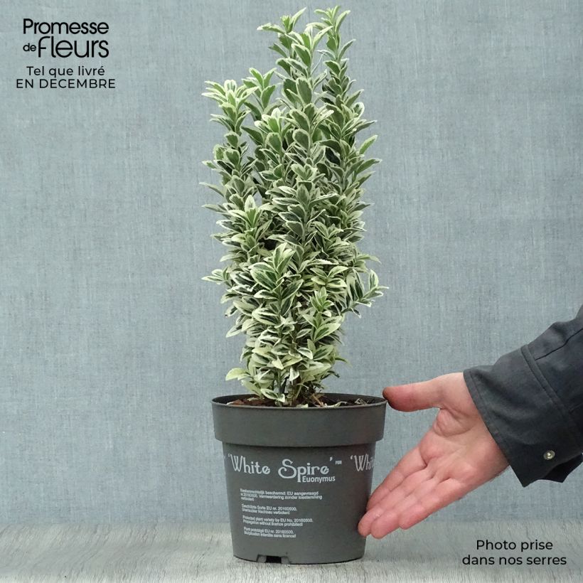 Evónimo White Spire - Euonymus japonicus Maceta 2L/3L Ejemplar entregado en invierno