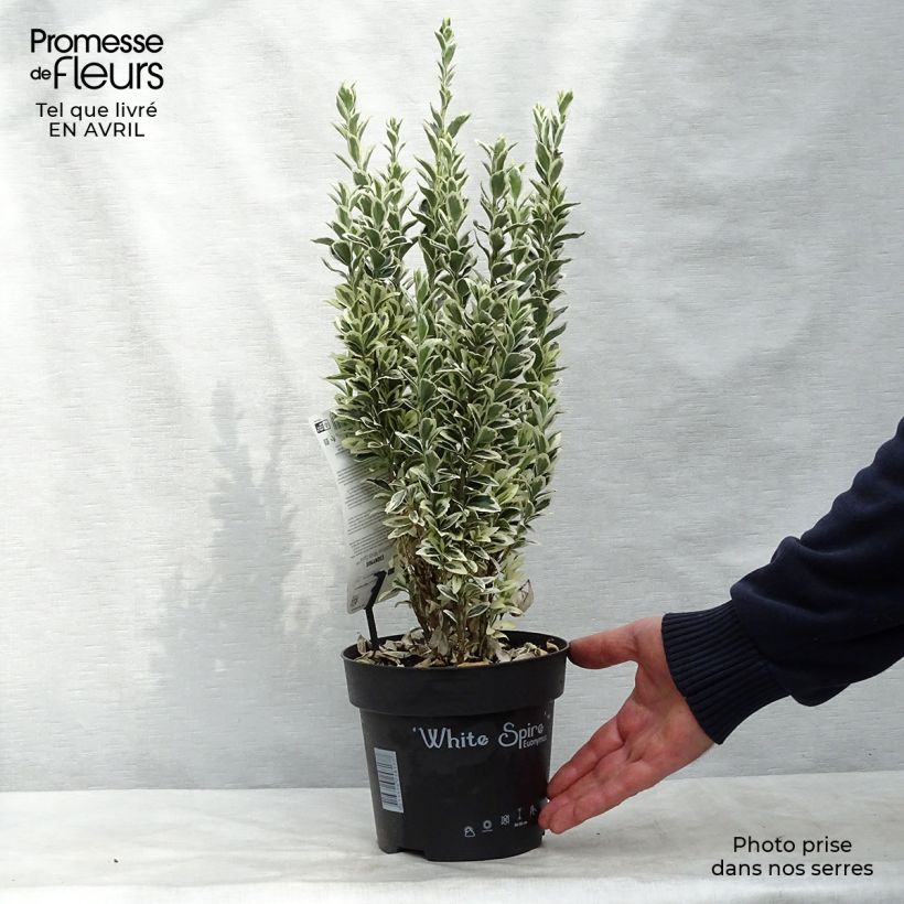 Evónimo White Spire - Euonymus japonicus Maceta 2L/3L Ejemplar entregado en la primavera