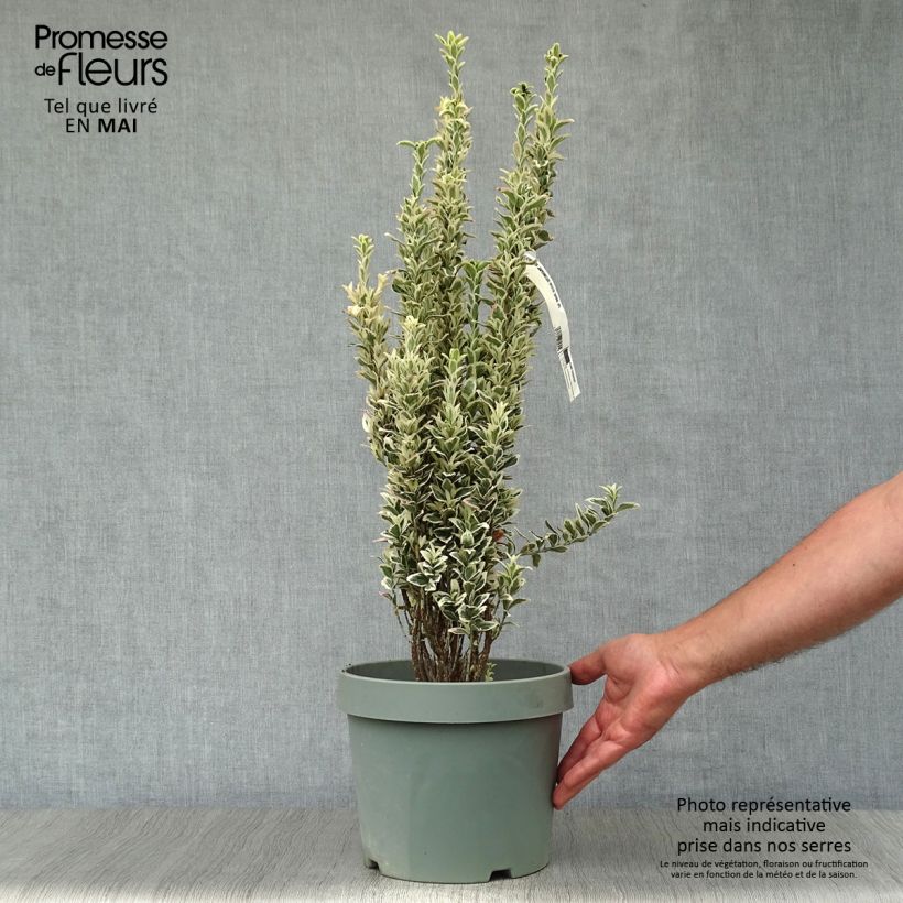 Evónimo White Spire - Euonymus japonicus Maceta 7,5L/10L Ejemplar entregado en la primavera