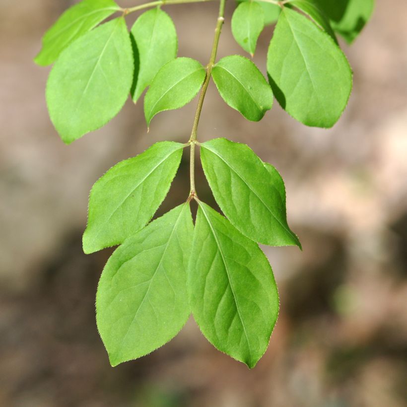 Euonymus oxyphyllus - Evónimo (Follaje)