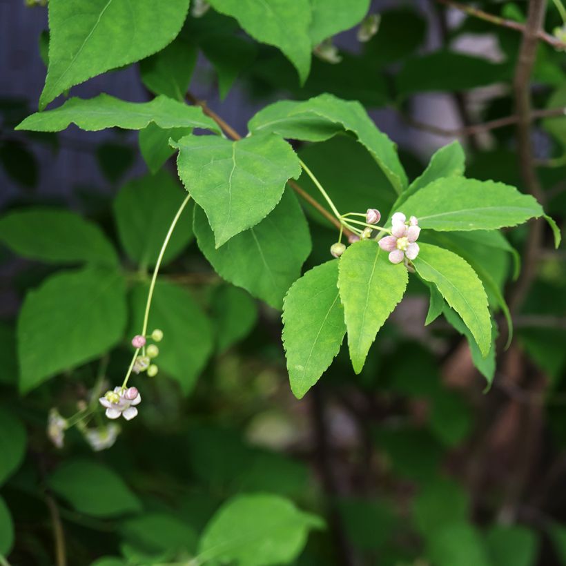 Euonymus oxyphyllus - Evónimo (Floración)