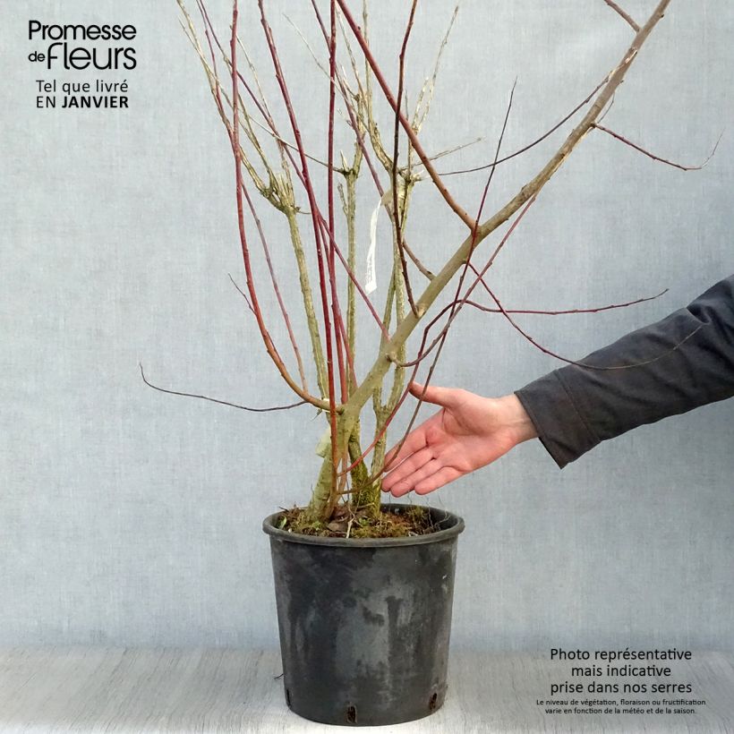Euonymus phellomanus - Evónimo Maceta 12L/15L Ejemplar entregado en invierno