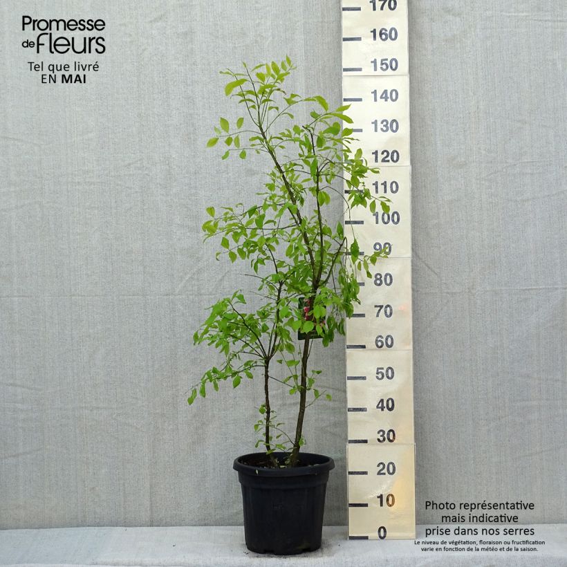 Euonymus phellomanus - Evónimo Maceta 12L/15L Ejemplar entregado en la primavera