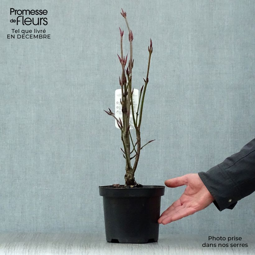 Euonymus planipes - Evónimo Maceta 2L/3L Ejemplar entregado en invierno