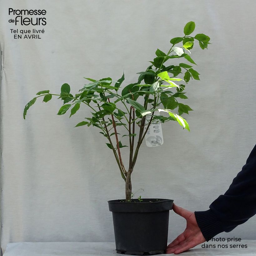 Euonymus planipes - Evónimo Maceta 2L/3L Ejemplar entregado en la primavera