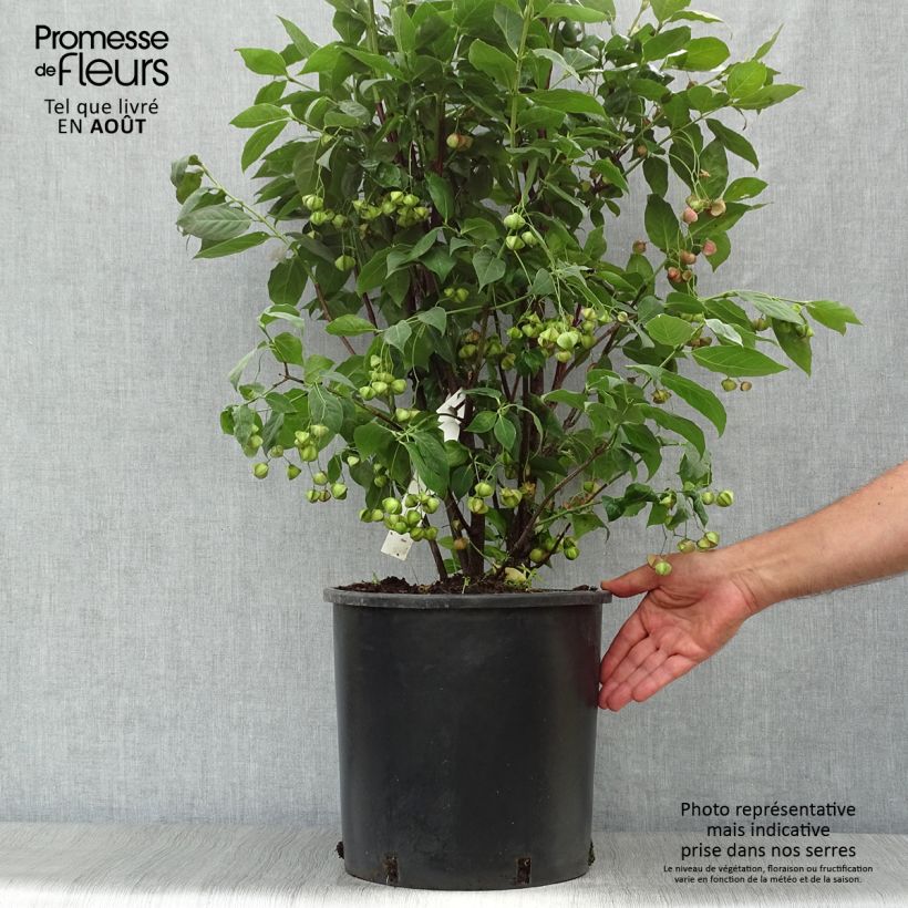 Ejemplar de Euonymus planipes - Evónimo Maceta 12L/15L entregado en verano