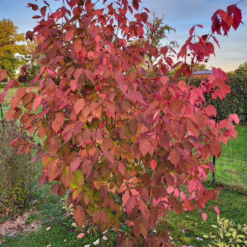 Euonymus planipes - Evónimo (Porte)