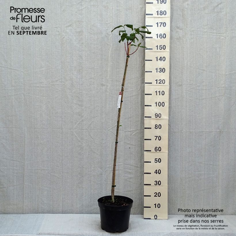 Ejemplar de Euonymus planipes - Evónimo Maceta 7,5L/10L entregado en verano