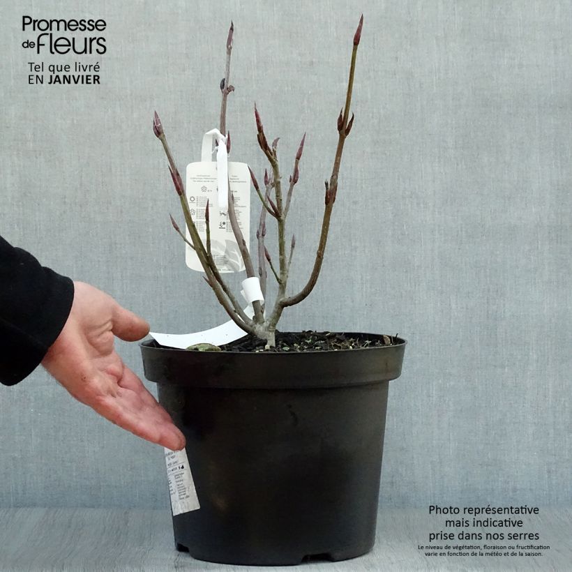 Euonymus planipes - Evónimo Maceta 7,5L/10L Ejemplar entregado en invierno